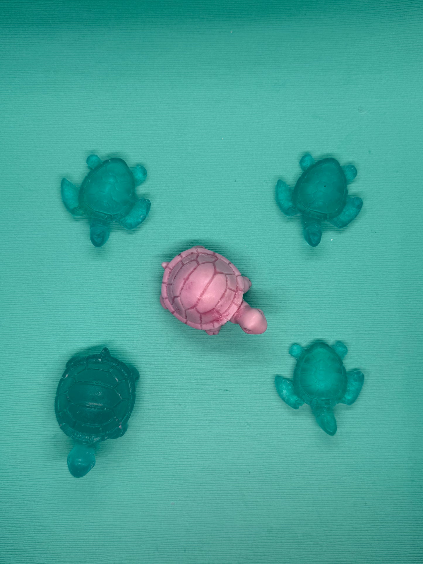 Mini Turtle Collection 🐢
