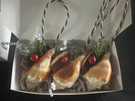 Coastal Christmas Seashell Ornaments with Red Berries, Green Pine Sprigs, Festive Ribbon Hangers, 3 Piece Set